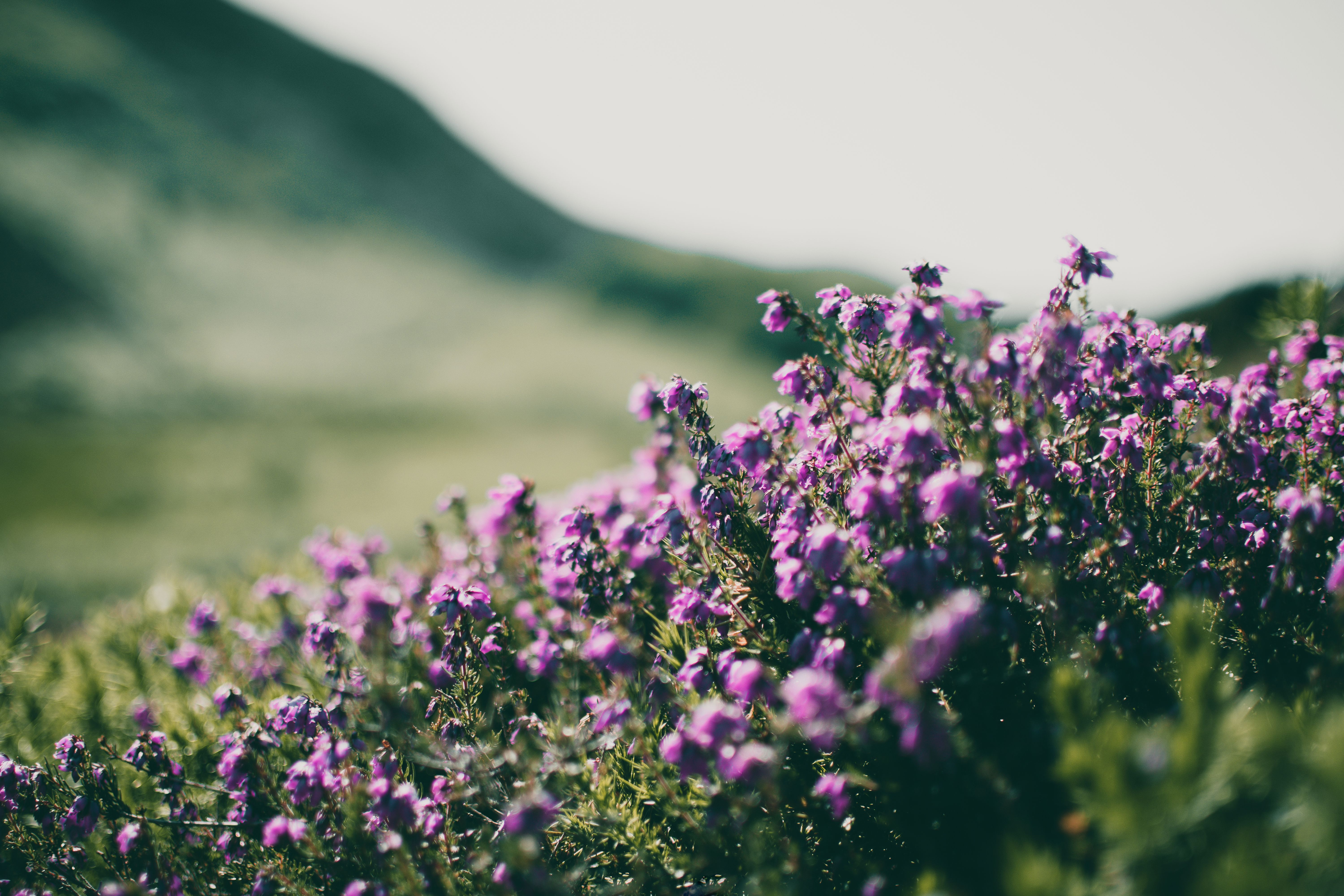 Neelakurinji flowers blooming in Munnar hills