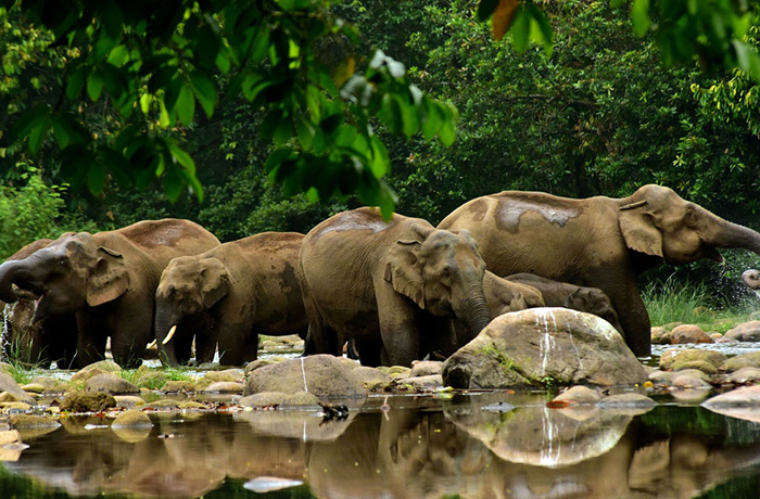 Anakulam Land Of Elephants