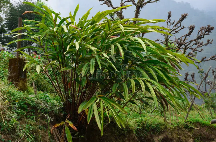 Cardamom Plantations