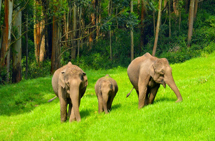 Elephant Arrival Spot