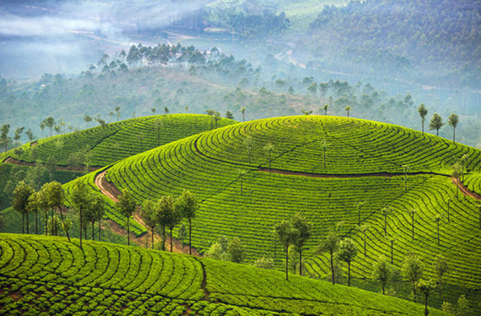 Green Valley View