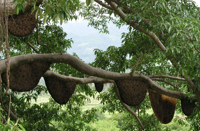 Honey Bee Tree