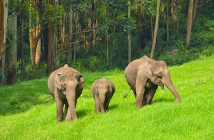 Eravikulam National Park