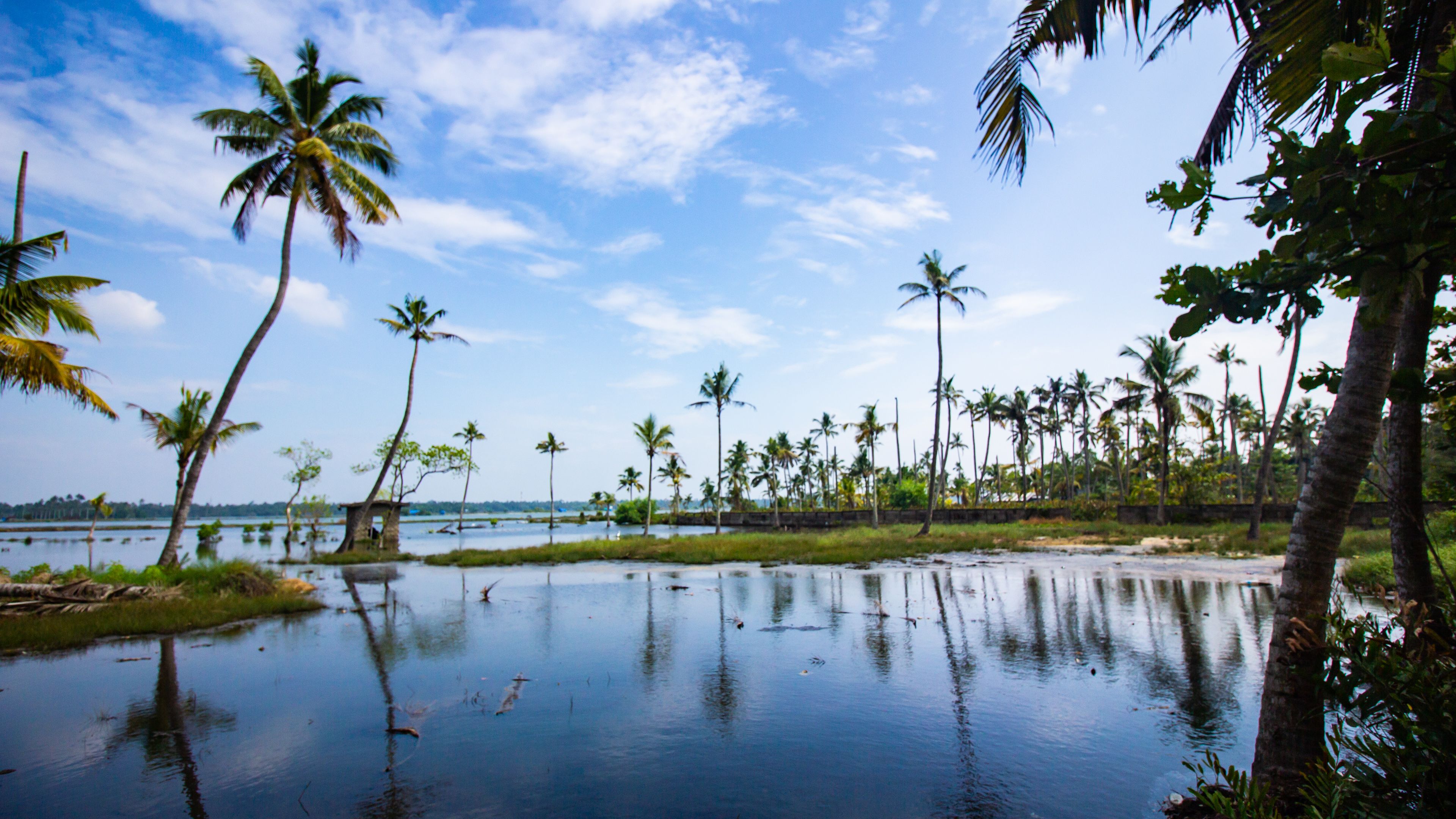 Kerala backwaters with palm trees